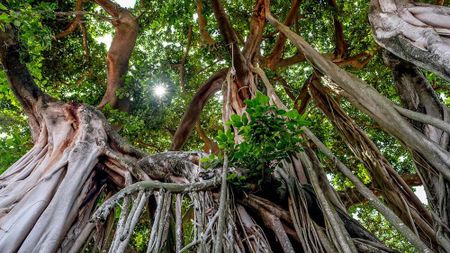 photo de Caoutchouc naturel