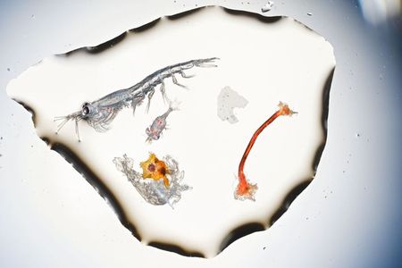 Cuillerée d’eau issue de la Manche contient : un krill d’environ 8 mm, un crustacé et une étoile de mer orange. Sur la droite : un fragment blanc et une fibre rouge effilochée de polyéthylène, qu’un poisson pourrait prendre pour de la nourriture. 3 % des larves de poisson prélevées en 2017 pour une étude par des chercheurs du Laboratoire marin et de l’université de Plymouth avaient ingéré des fibres de plastiques. | © Photographie David Liittschwager et texte de National Geographic.