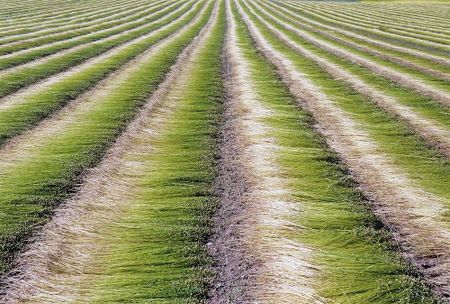 Les fibres de jute sont fermentées dans l'eau