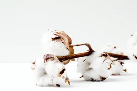 coton biologique