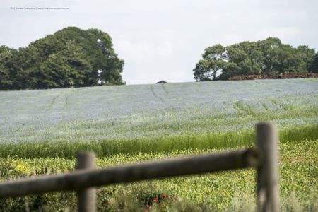 Bannière de Masters of Linen