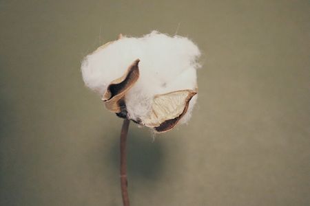 ©Nancy Yang / unsplash