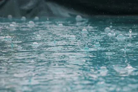 Le jute pousse dans un climat pluvieux
