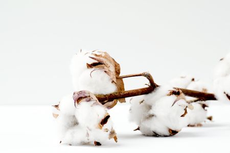 coton biologique