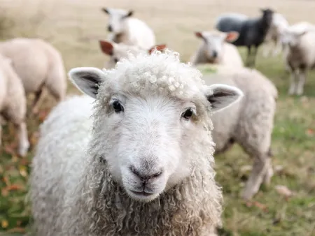 laine poils mouton