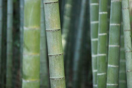 Le bambou utilisé dans le textile