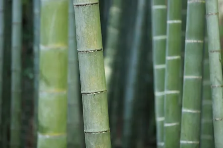 Le bambou utilisé dans le textile