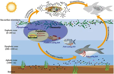 Source : Microplastics in aquatic environments: Toxicity to trigger ecological consequences in Envrionmental Pollution