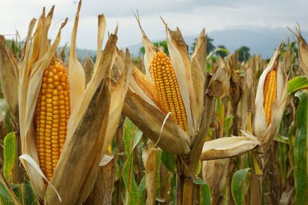 Cornskin- Viridis®